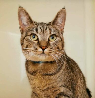 Cats at Valley Animal Therapy