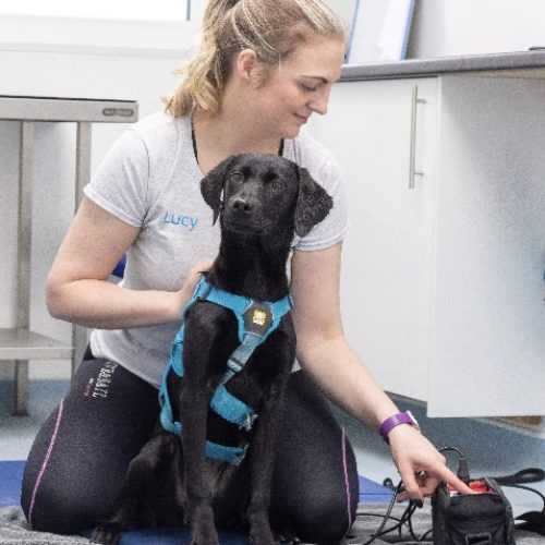 Dogs at Valley Animal Therapy